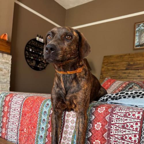 Enlarge Mabel, a Adoptable mixed breed in Washington, DC image 4/6