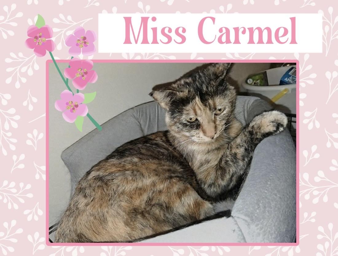 Enlarge Carmel, an adopted Domestic Short Hair in Kearney, NE image 1/1