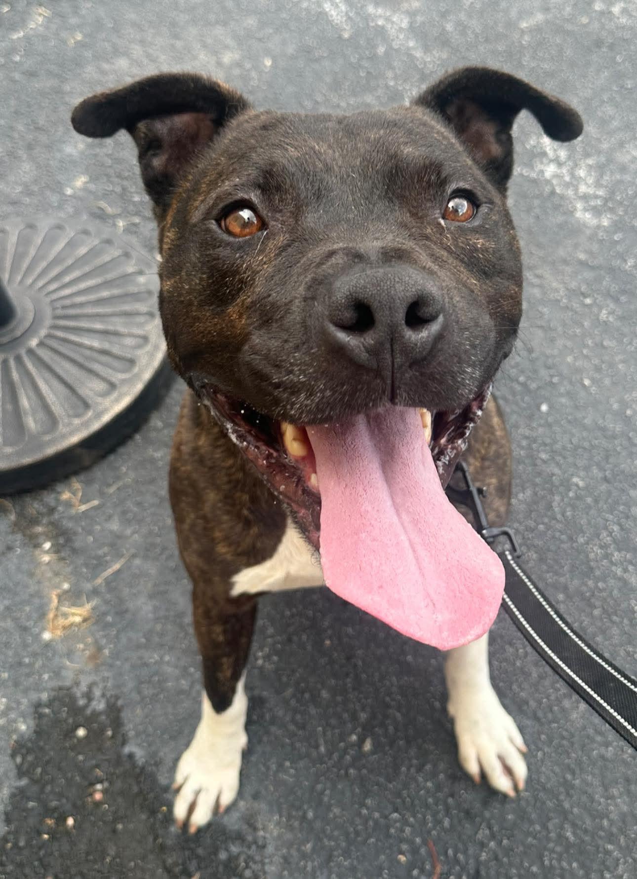 Mario, Adoptable, Young Male Pit Bull Terrier.