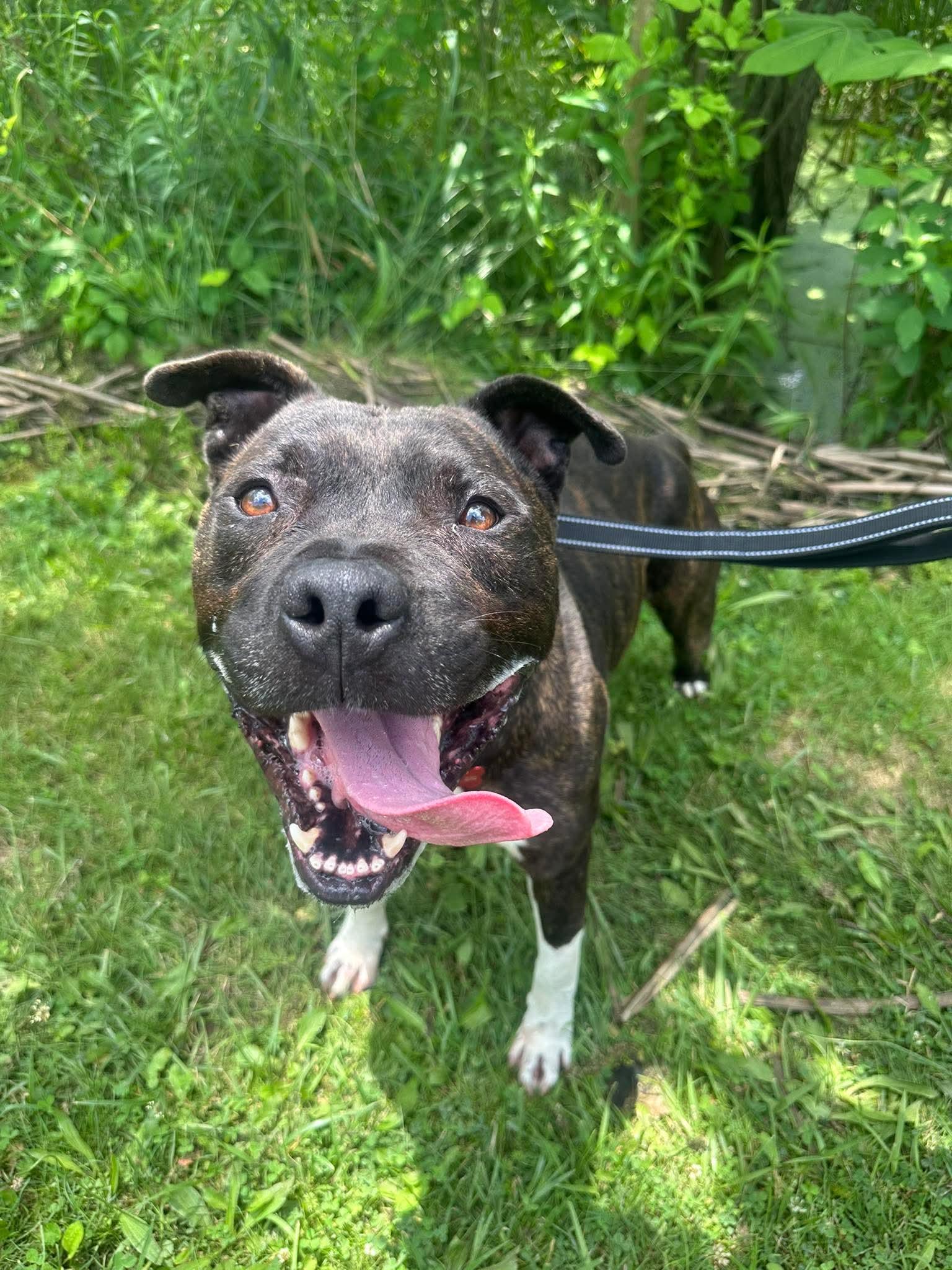 Enlarge Mario, a Adoptable mixed breed in Warren, OH image 2/3