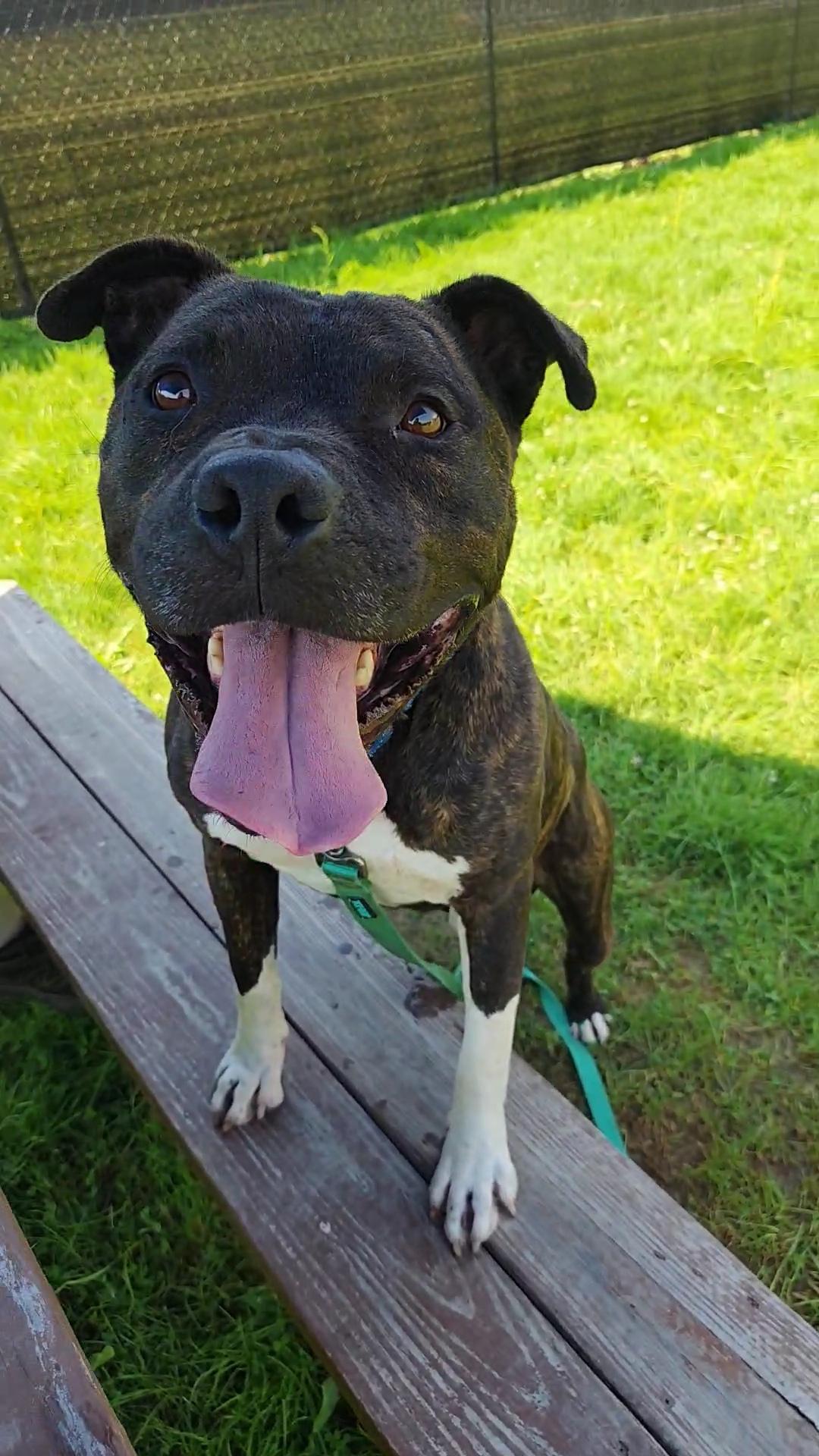 Enlarge Mario, a Adoptable mixed breed in Warren, OH image 3/3