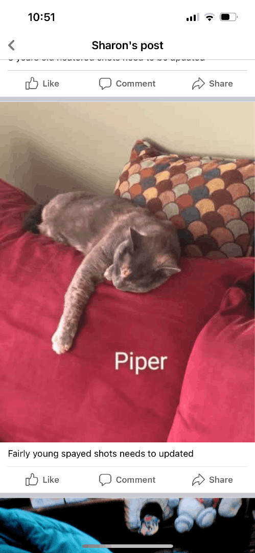 Piper - lap cat  - family cat , Adoptable, Adult Female Domestic Short Hair & Dilute Calico.
