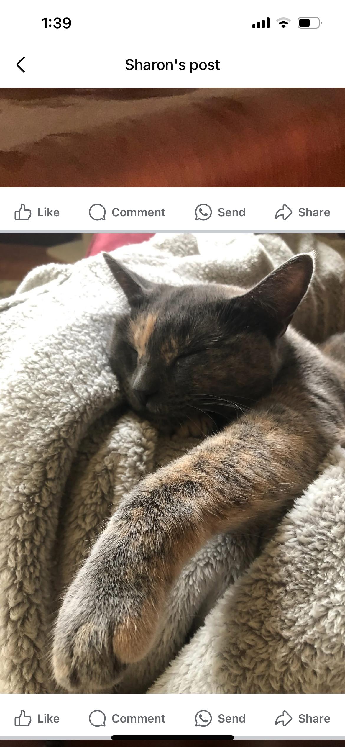 Enlarge Piper - lap cat  - family cat , a Adoptable mixed breed in West Chester, PA image 3/5