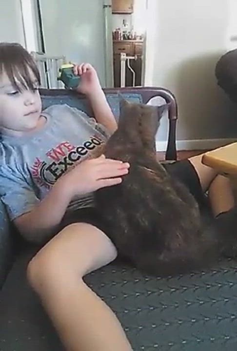 Enlarge Piper - lap cat  - family cat , a Adoptable mixed breed in West Chester, PA video 5/5