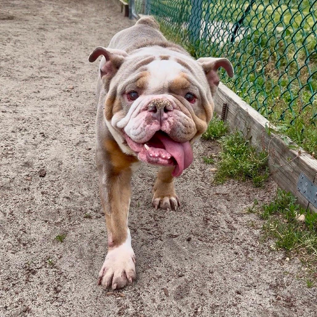 Enlarge Rubble, an adopted English Bulldog in Belmar, NJ image 1/3