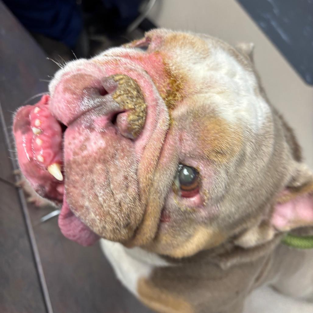 Enlarge Rubble, an adopted English Bulldog in Belmar, NJ image 3/3