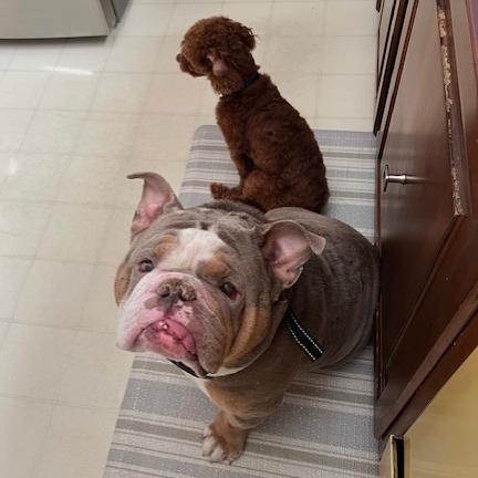 Enlarge Rubble, an adopted English Bulldog in Belmar, NJ image 2/3