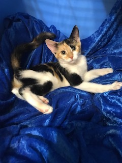Truffle, Adoptable, Kitten Female Calico & Ragamuffin.