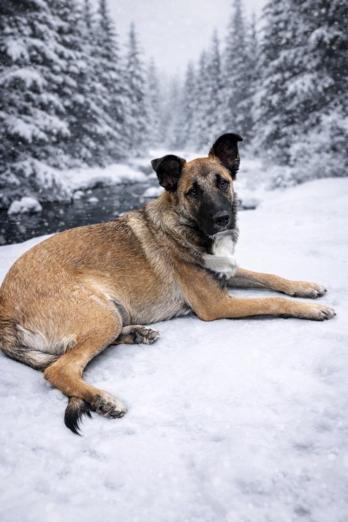 Enlarge Ricky B, a Adoptable mixed breed in Cobden, IL image 1/1