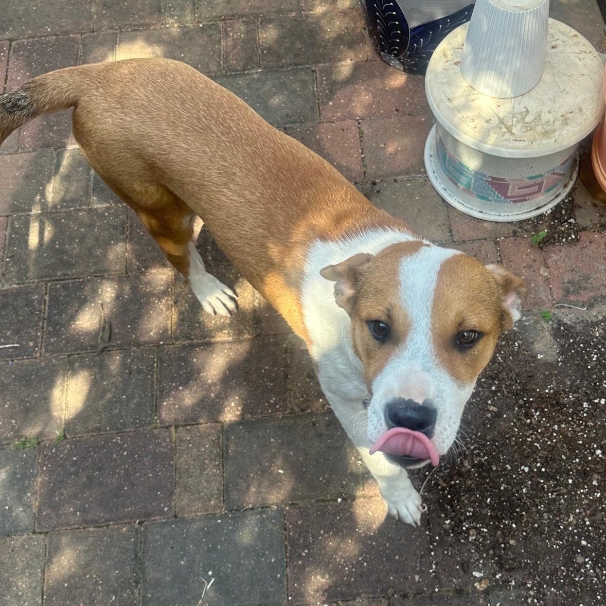 Benie — thumbnail 3