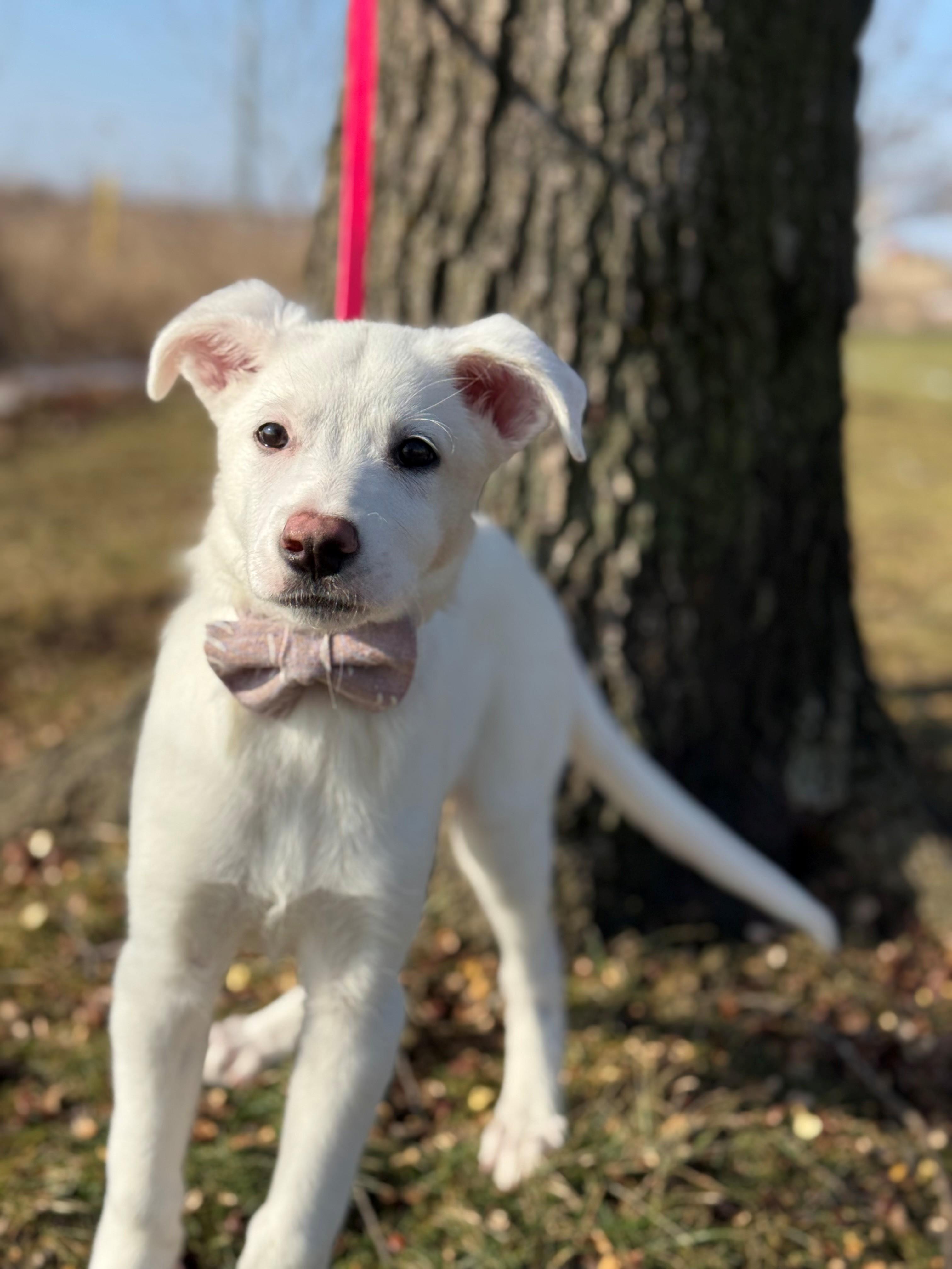 Enlarge Envy, an adoptable mixed breed in Hamilton, ON image 2/6