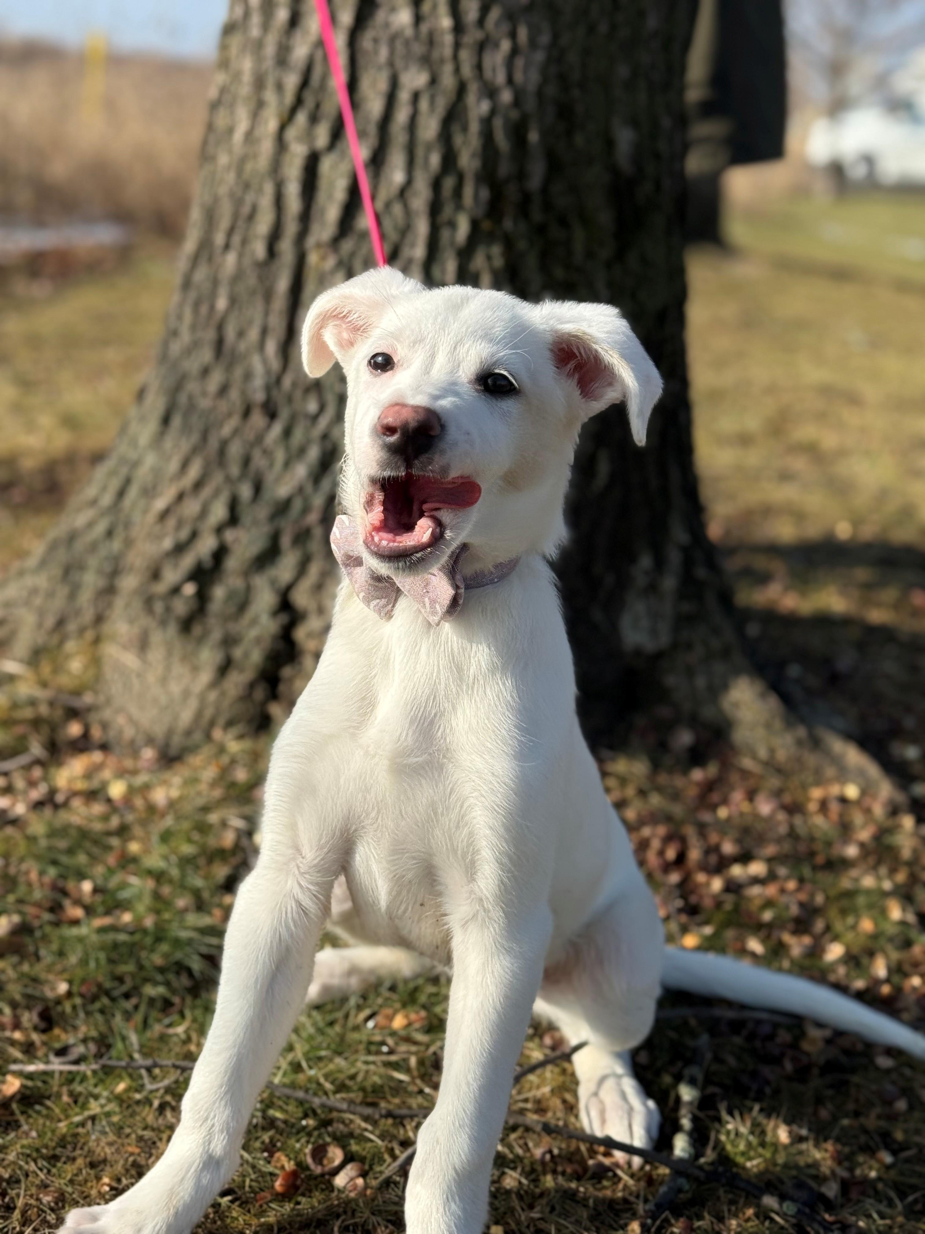 Enlarge Envy, an adoptable mixed breed in Hamilton, ON image 3/6