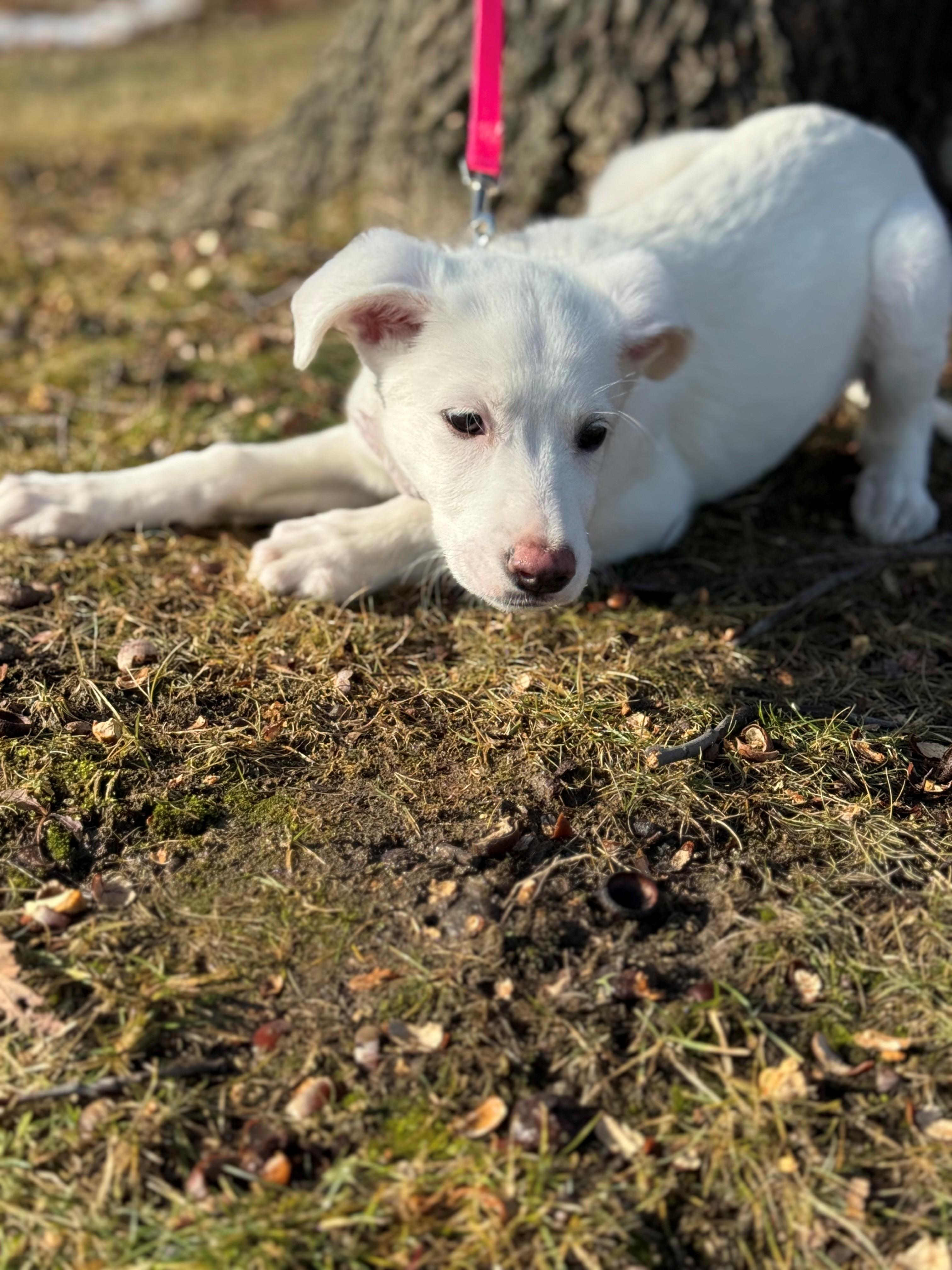 Enlarge Envy, an adoptable mixed breed in Hamilton, ON image 5/6
