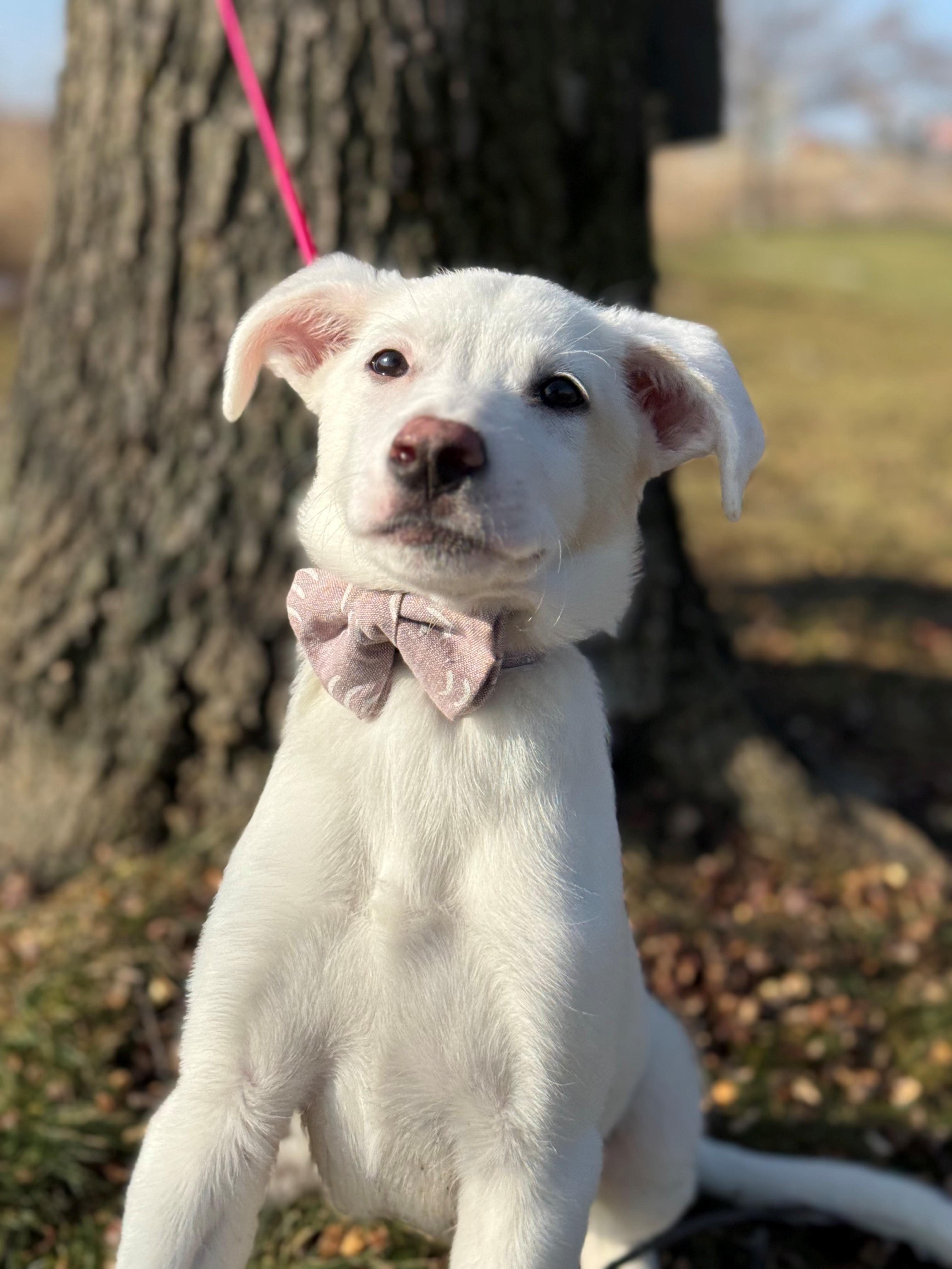 Enlarge Envy, an adoptable mixed breed in Hamilton, ON image 6/6