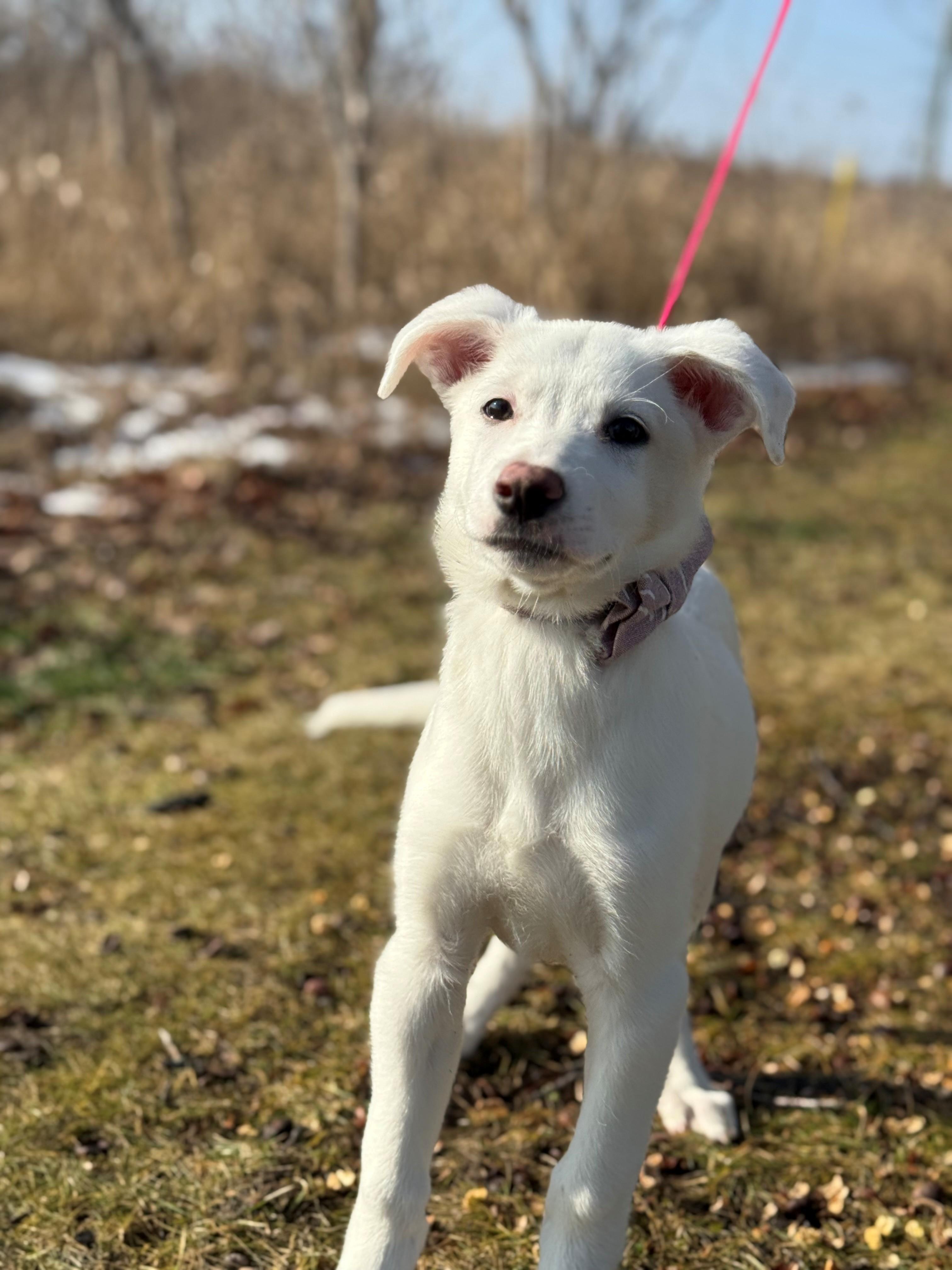 Enlarge Envy, an adoptable mixed breed in Hamilton, ON image 4/6