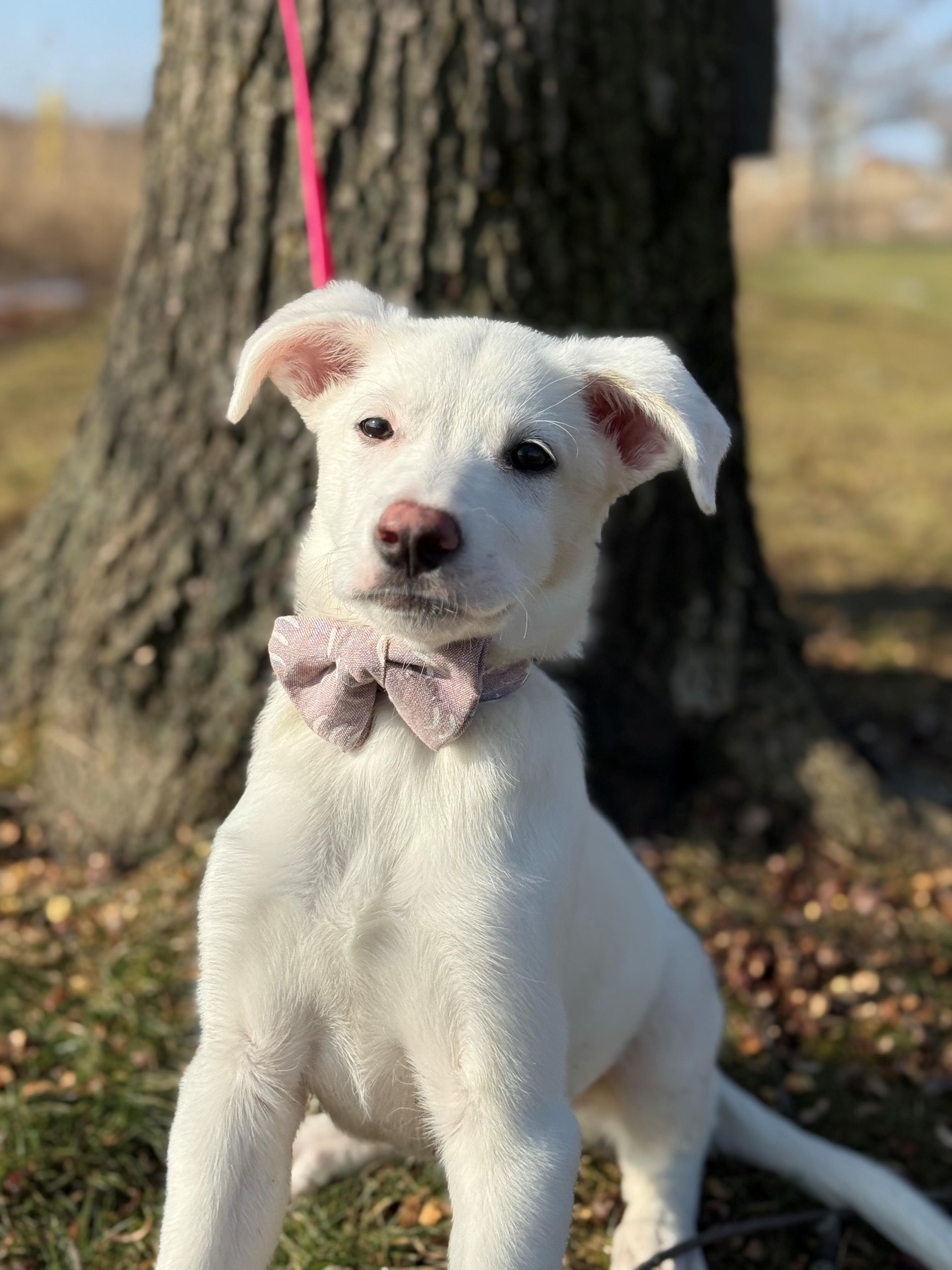 Enlarge Envy, an adoptable mixed breed in Hamilton, ON image 1/6