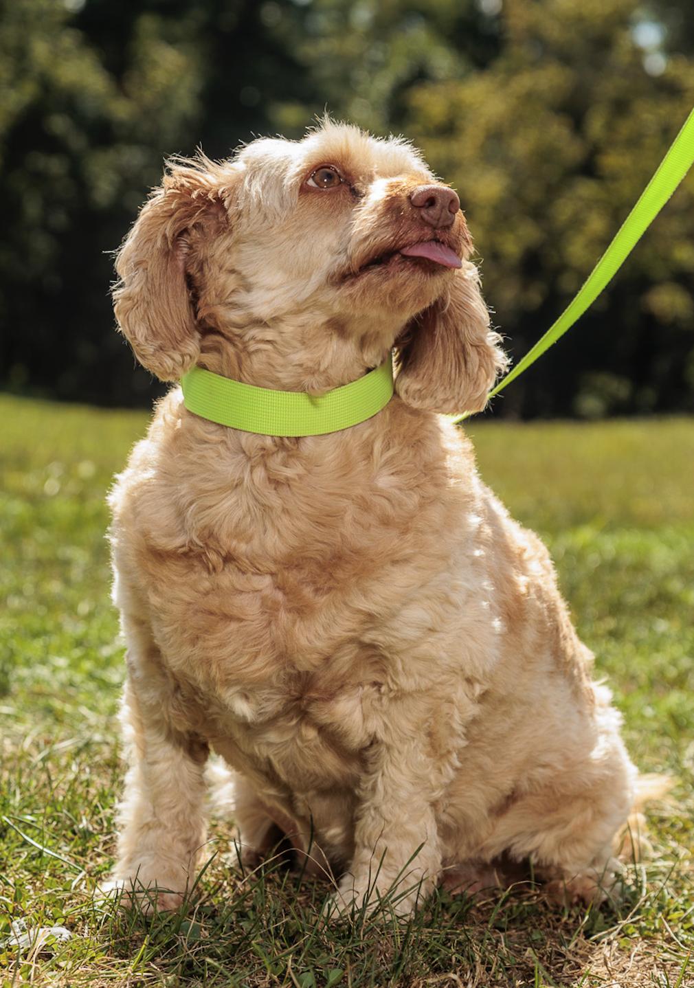 Ladybird, an adoptable Cockapoo in Chester Springs, PA, 19425 | Photo Image 3
