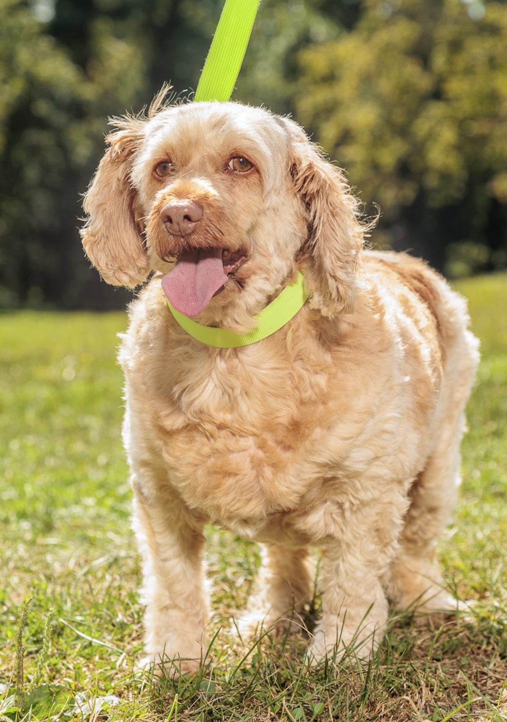 Ladybird, an adoptable Cockapoo in Chester Springs, PA, 19425 | Photo Image 2
