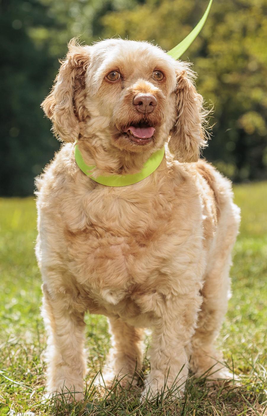 Ladybird, an adoptable Cockapoo in Chester Springs, PA, 19425 | Photo Image 1