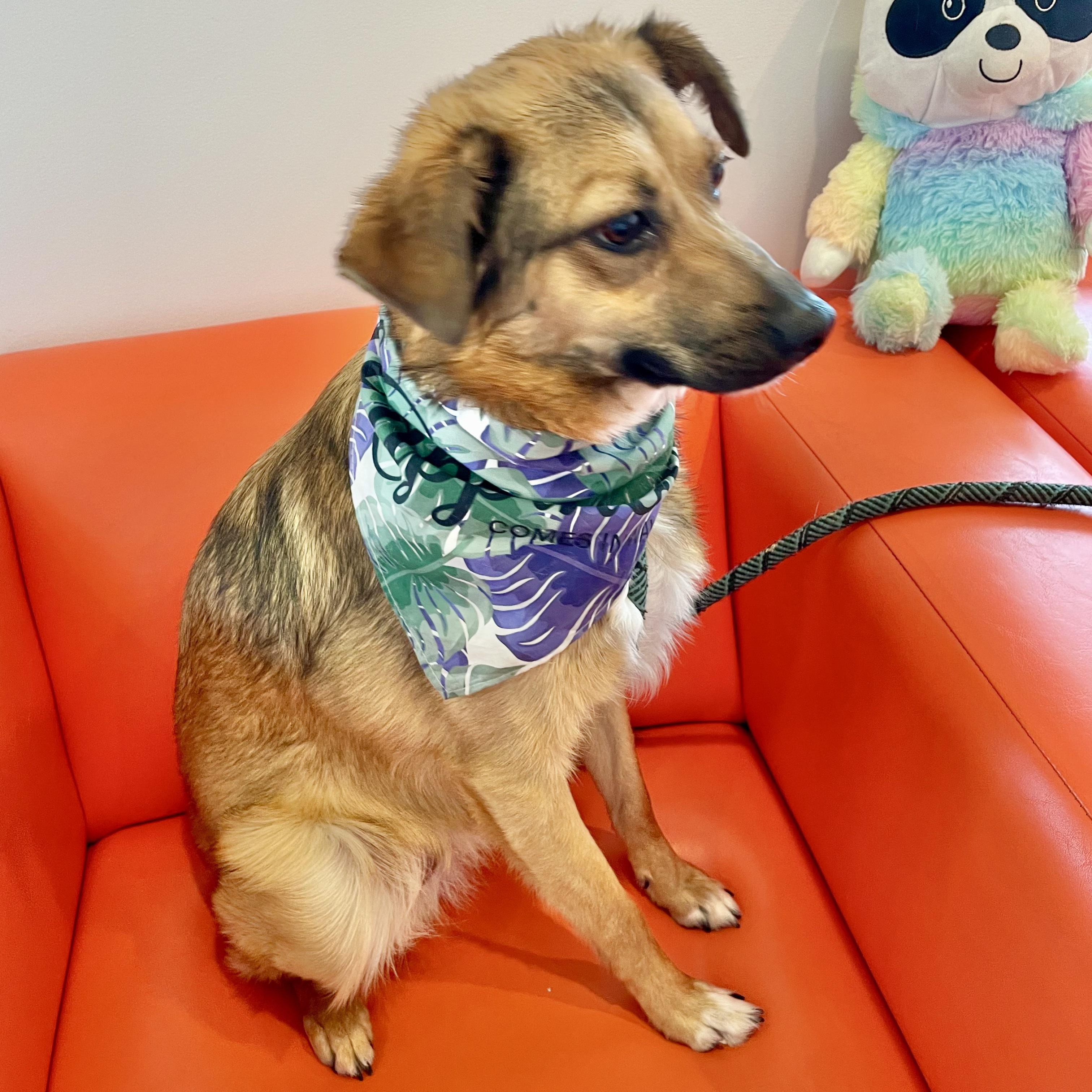 Dog for adoption Brownie, an Australian Shepherd Mix in Johnston, RI