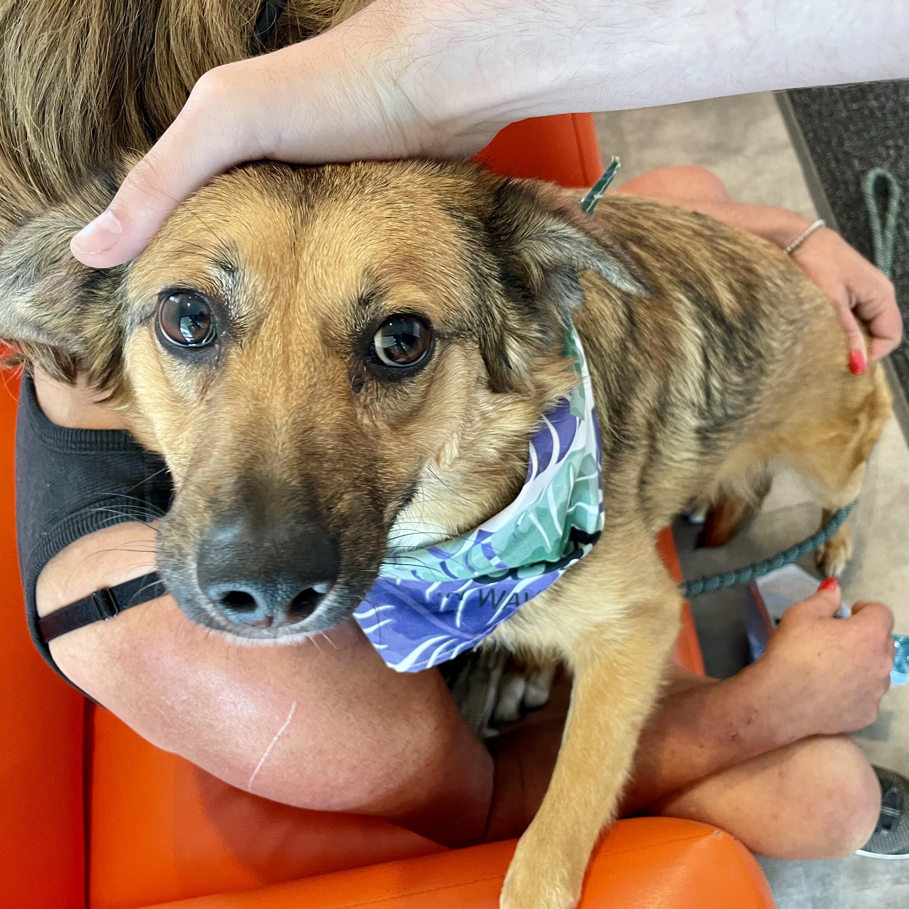 Dog for adoption Brownie, an Australian Shepherd Mix in Johnston, RI