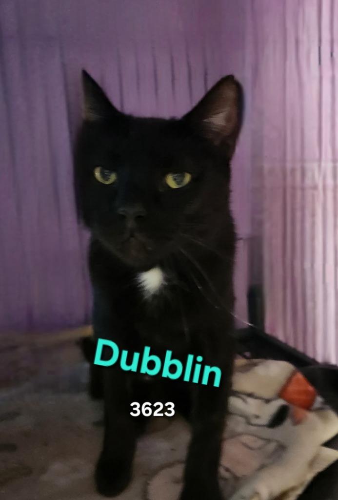 Dubblin, Adoptable, Adult Female Domestic Short Hair.