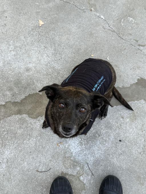 Zelda, an adoptable mixed breed in Los Angeles, CA image 2/6