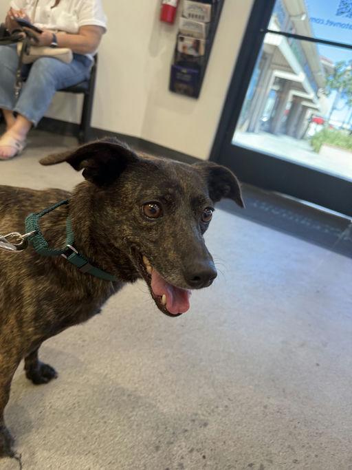 Zelda, an adoptable mixed breed in Los Angeles, CA image 3/6