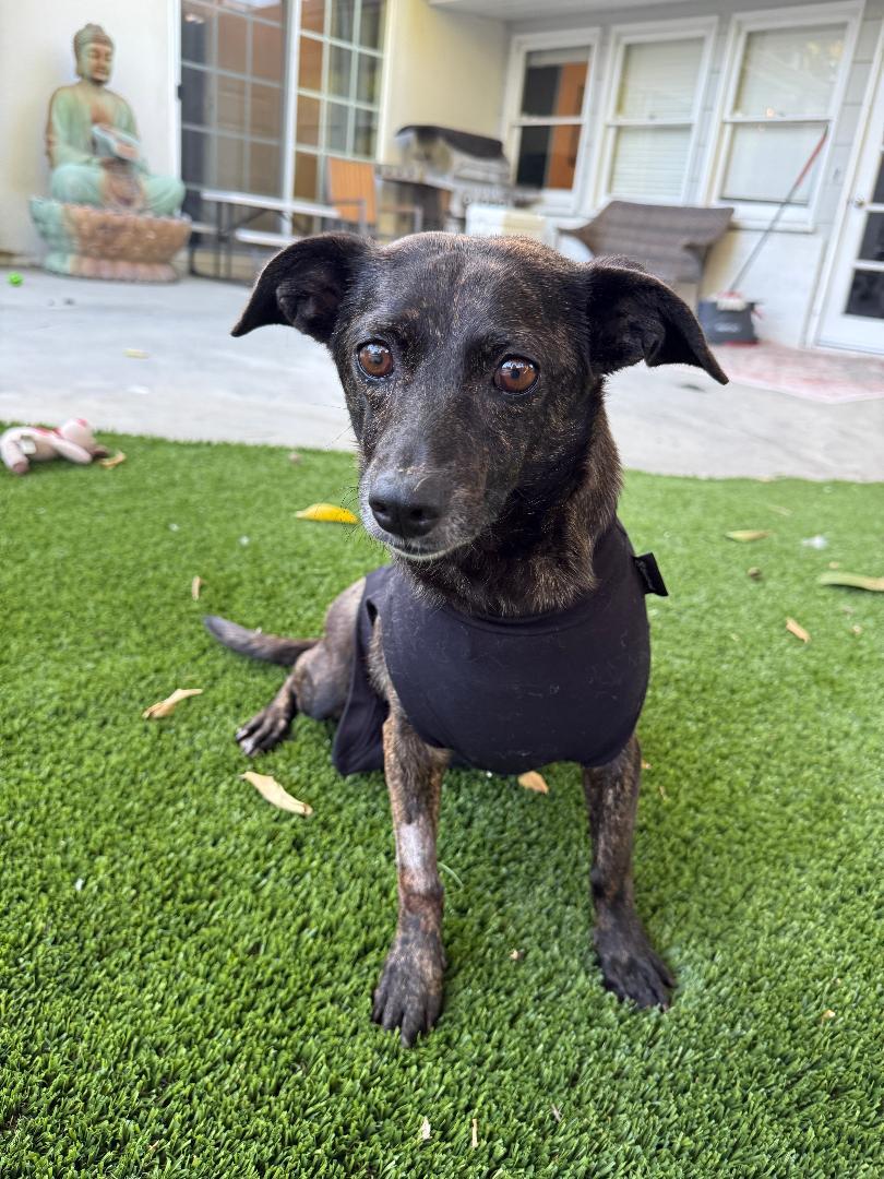 Zelda, adoptable, Adult Female Chihuahua & Dachshund.