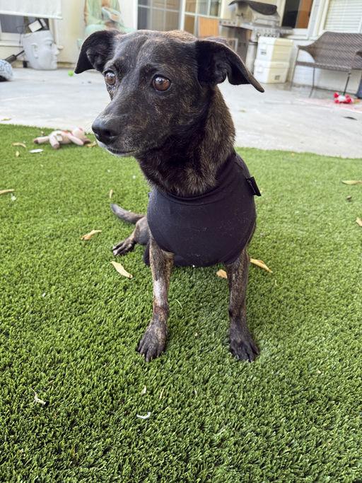 Zelda, an adoptable mixed breed in Los Angeles, CA image 6/6
