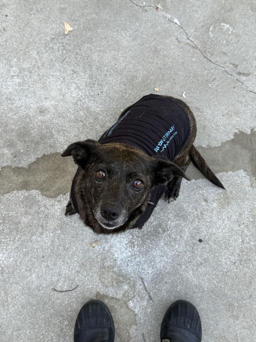 Zelda, an adoptable mixed breed in Los Angeles, CA image 5/6