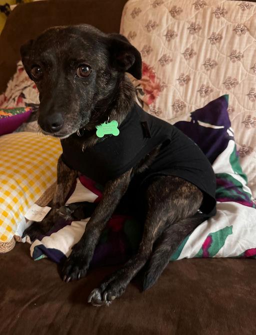 Zelda, an adoptable mixed breed in Los Angeles, CA image 4/6