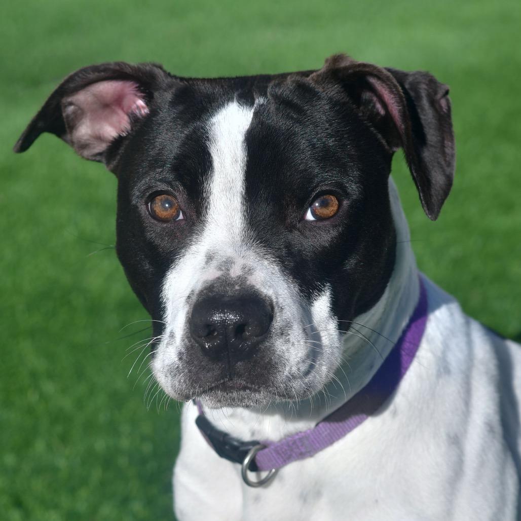 Clara, Adoptable, Young Female Staffordshire Bull Terrier.