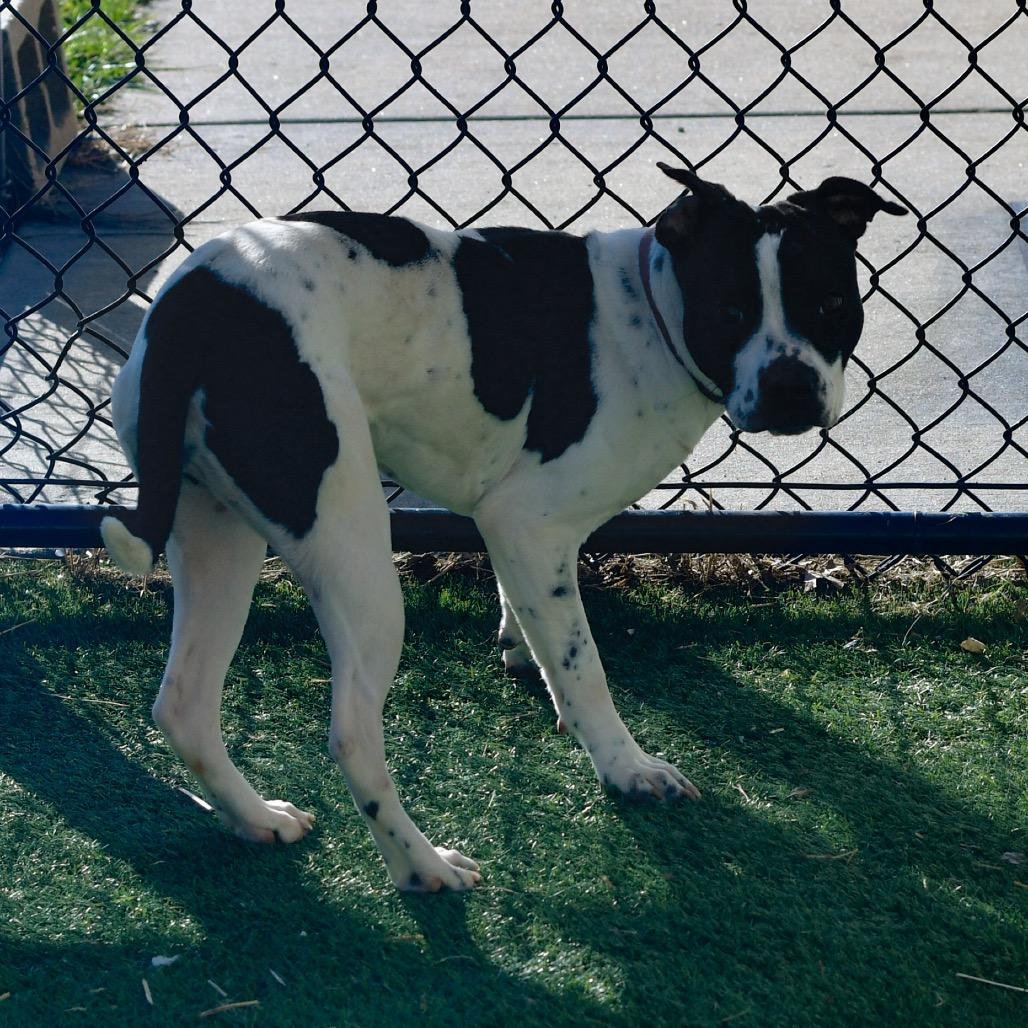 Enlarge Clara, a Adoptable mixed breed in Ottawa, KS image 2/2