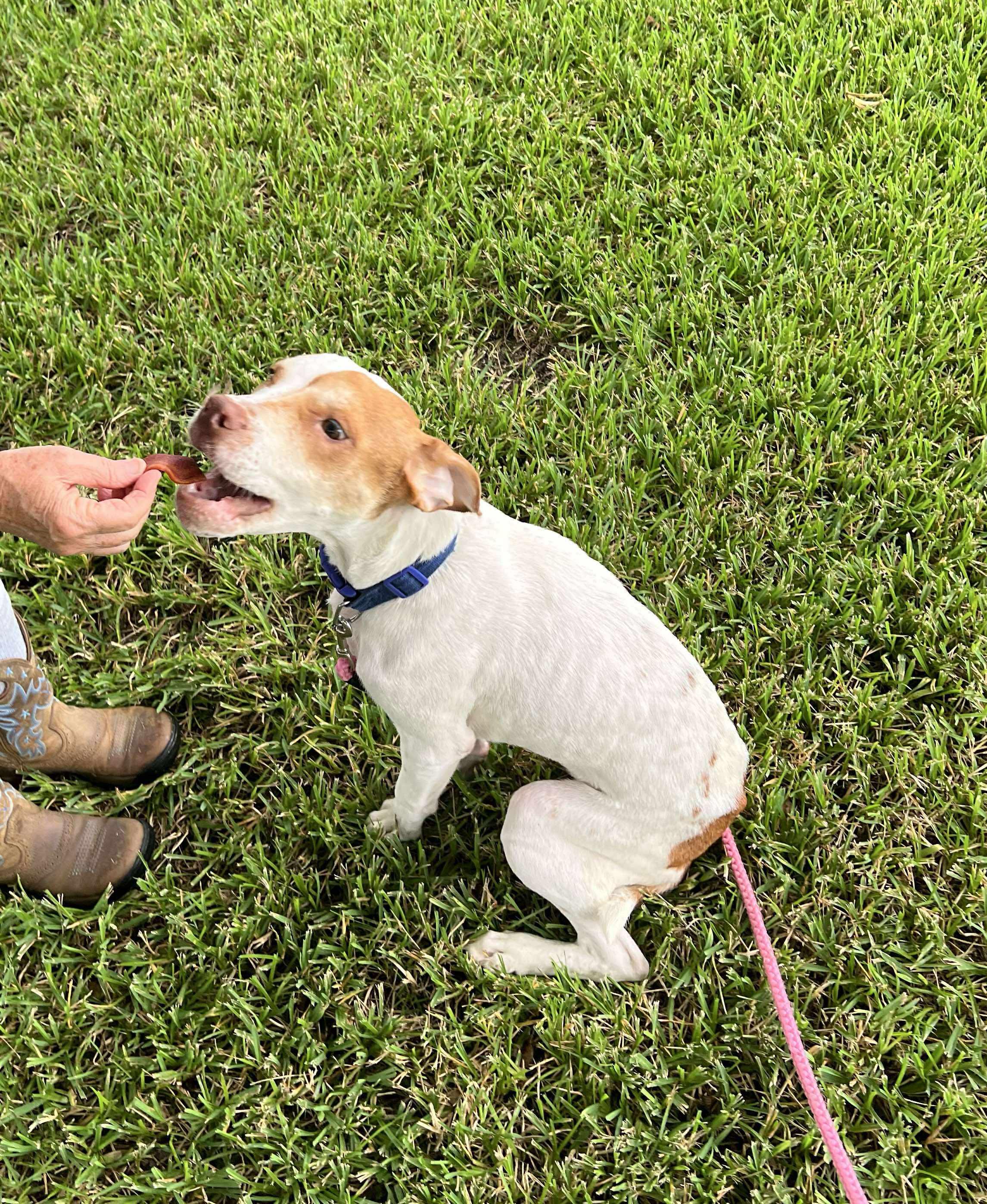Enlarge Buddy, a Adopted mixed breed in PENSACOLA, FL image 4/4
