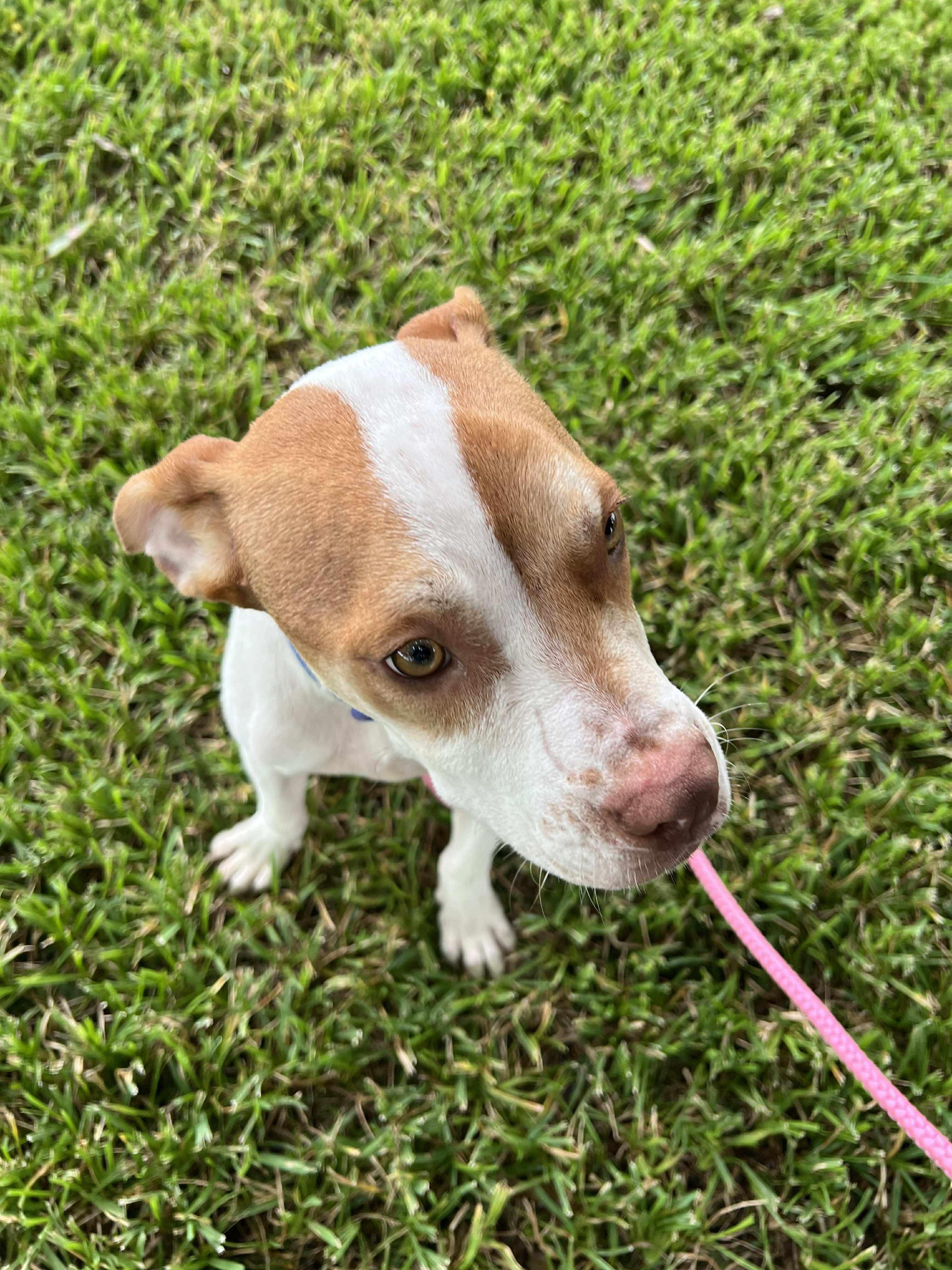 Enlarge Buddy, a Adopted mixed breed in PENSACOLA, FL image 2/4