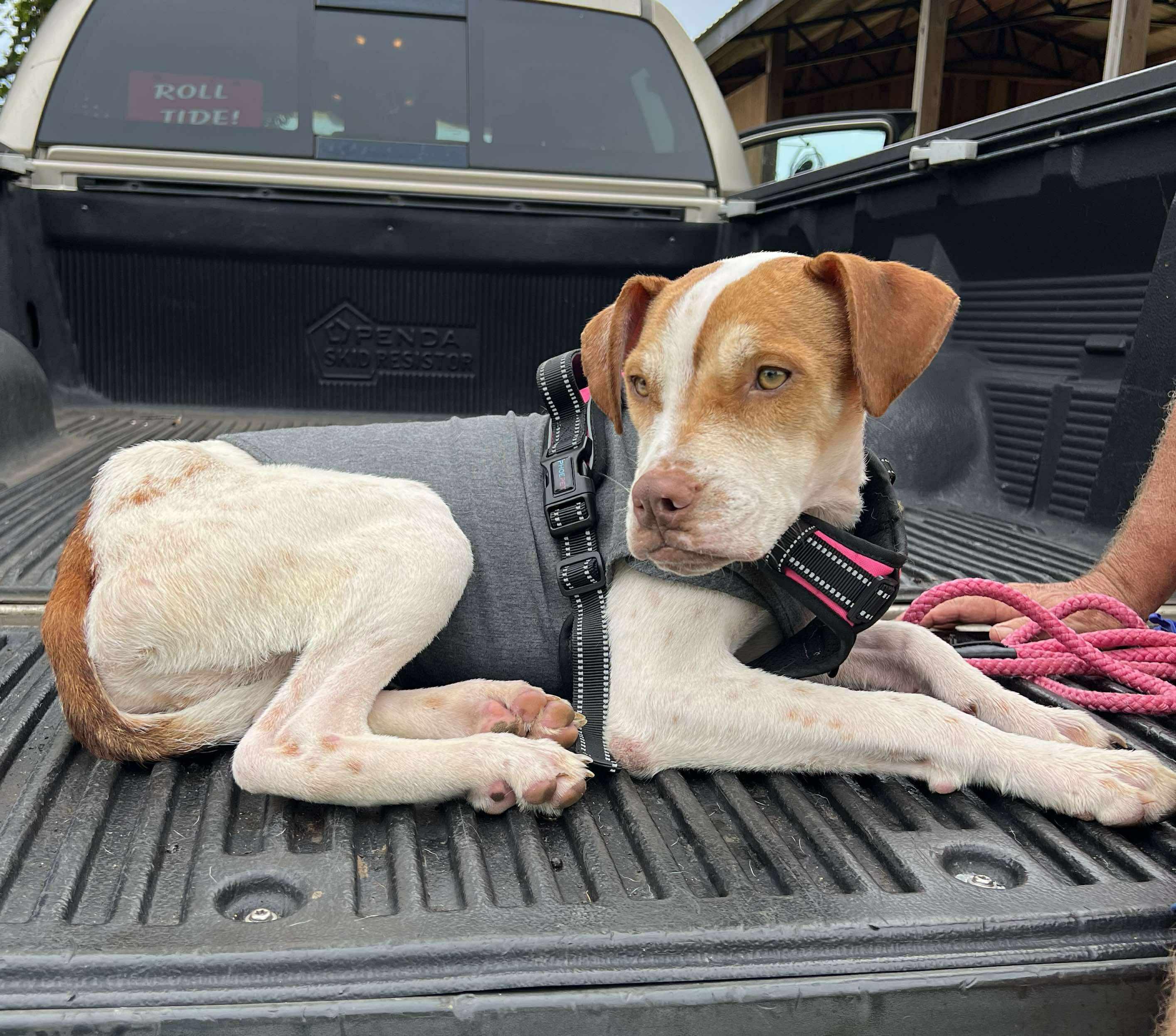Enlarge Buddy, a Adopted mixed breed in PENSACOLA, FL image 1/4