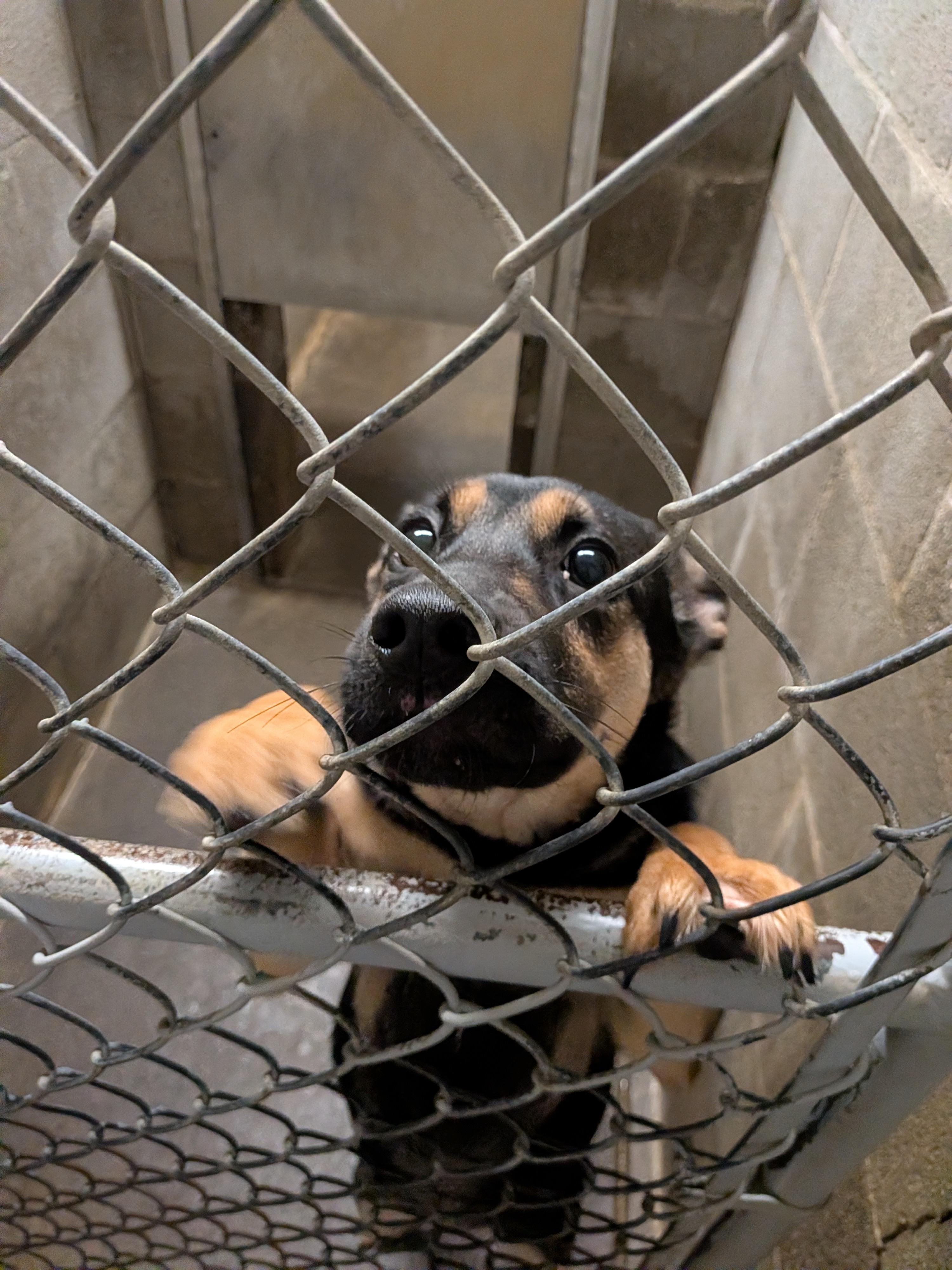 Enlarge Ripley , an adopted mixed breed in Hermiston, OR image 3/5