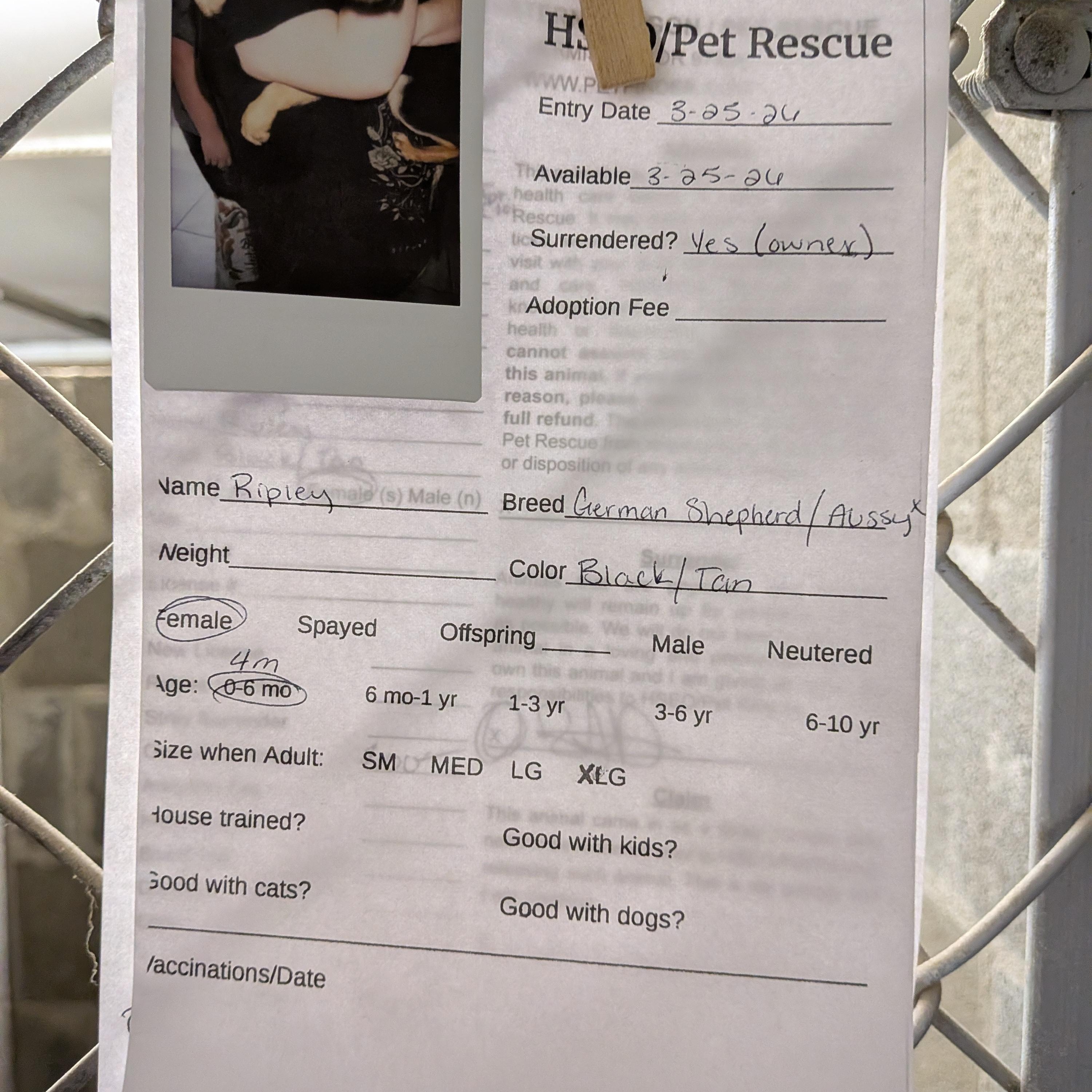 Enlarge Ripley , an adopted mixed breed in Hermiston, OR image 5/5