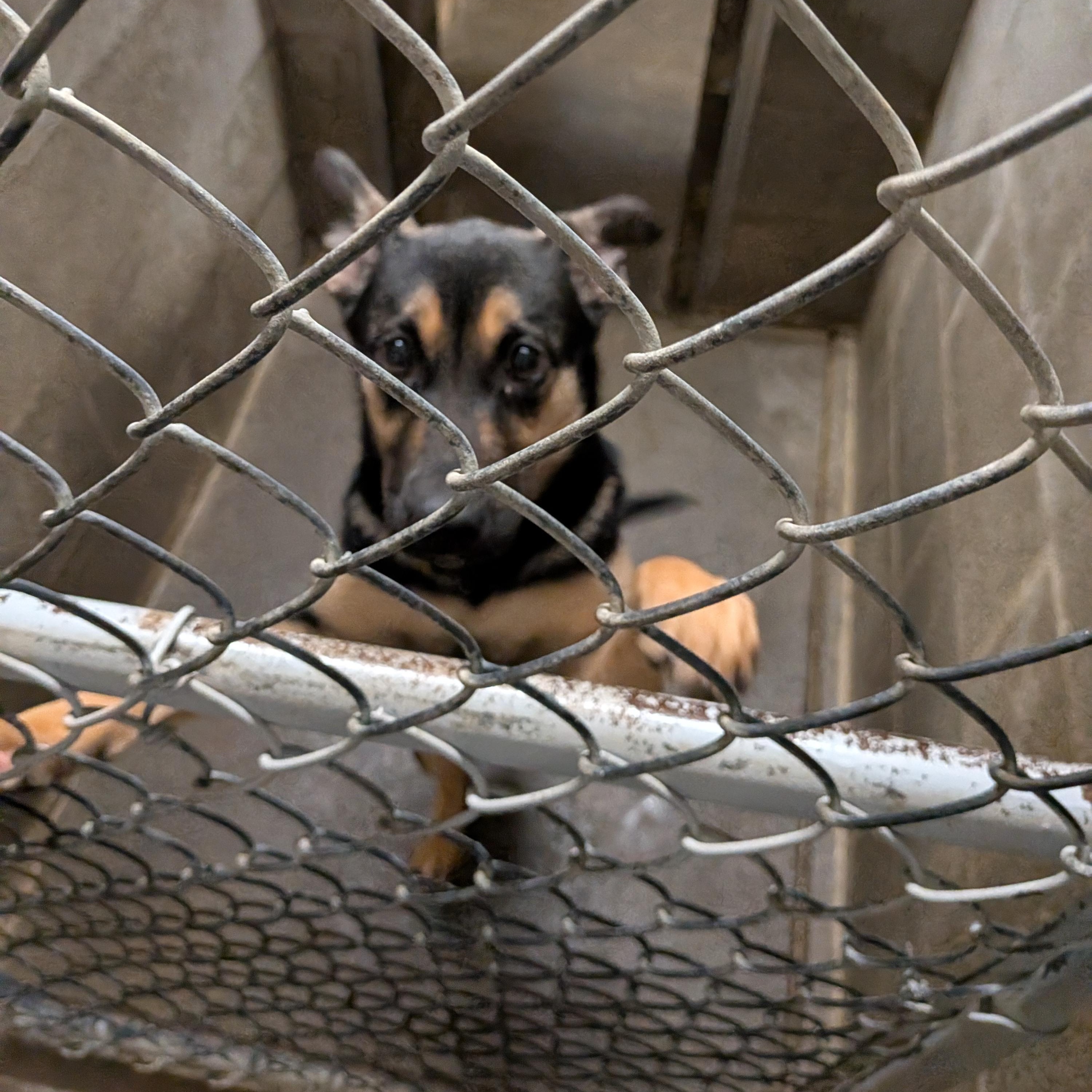 Enlarge Ripley , an adopted mixed breed in Hermiston, OR image 2/5