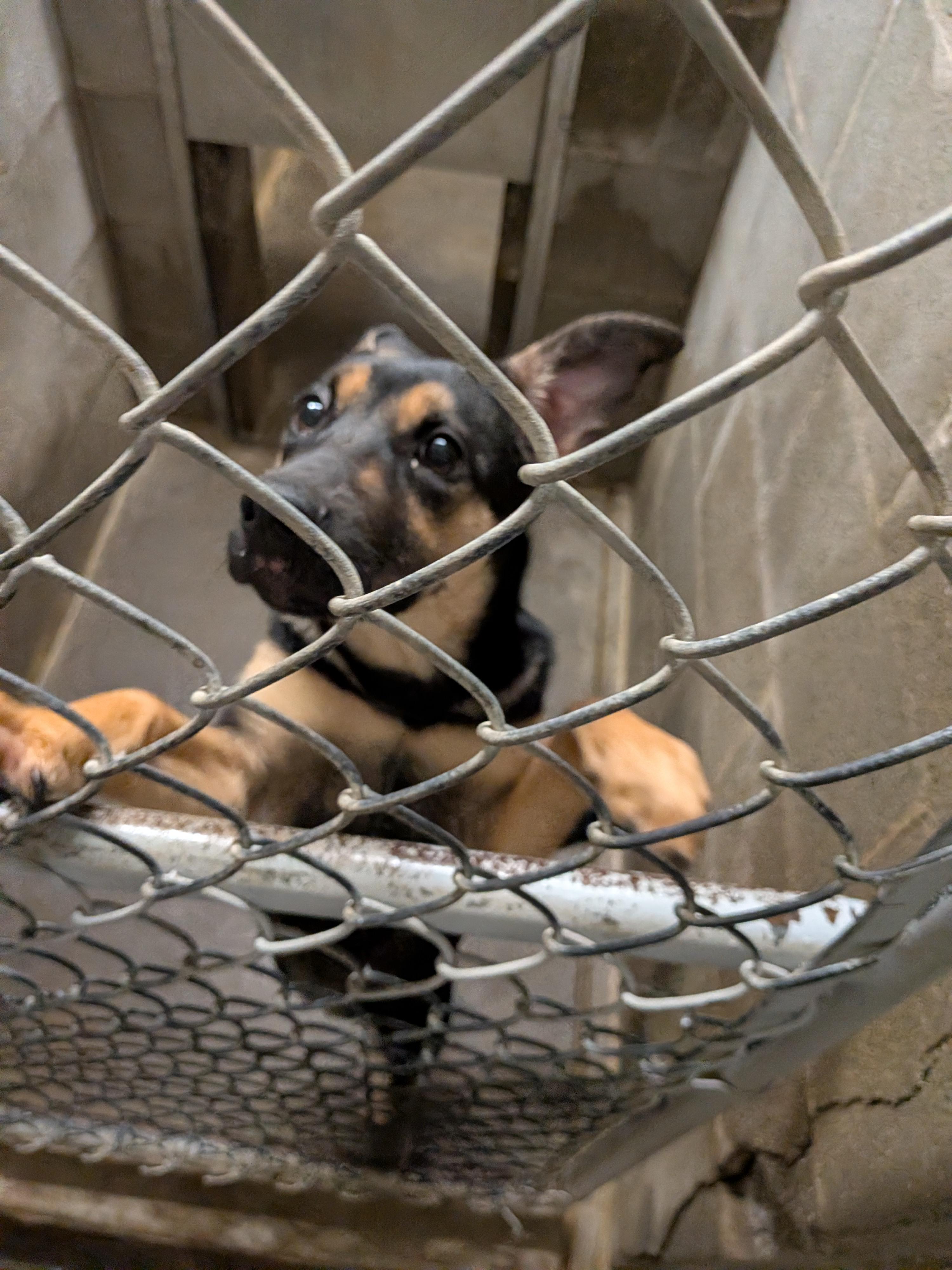 Enlarge Ripley , an adopted mixed breed in Hermiston, OR image 4/5