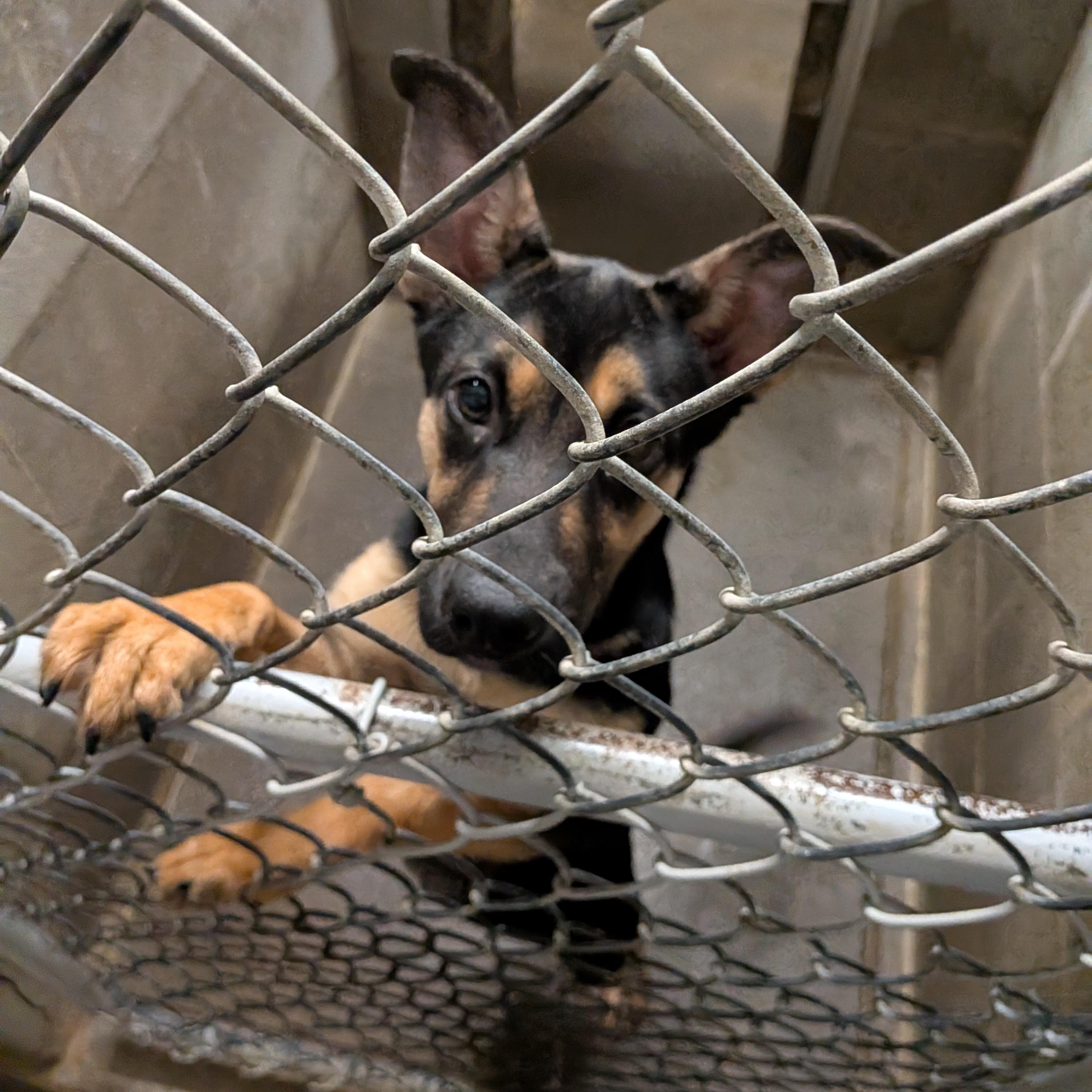 Ripley , adopted, Puppy Female German Shepherd Dog & Australian Shepherd.