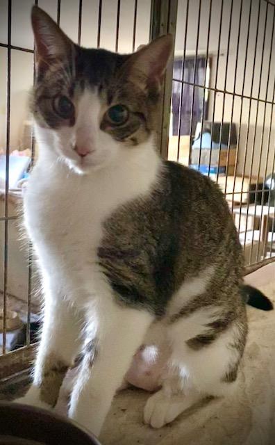 Jackie, an adopted Domestic Short Hair in Chattanooga, TN image 2/3