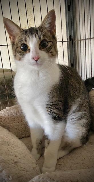 Jackie, an adopted Domestic Short Hair in Chattanooga, TN image 3/3