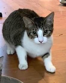 Jackie, an adopted Domestic Short Hair in Chattanooga, TN image 1/3