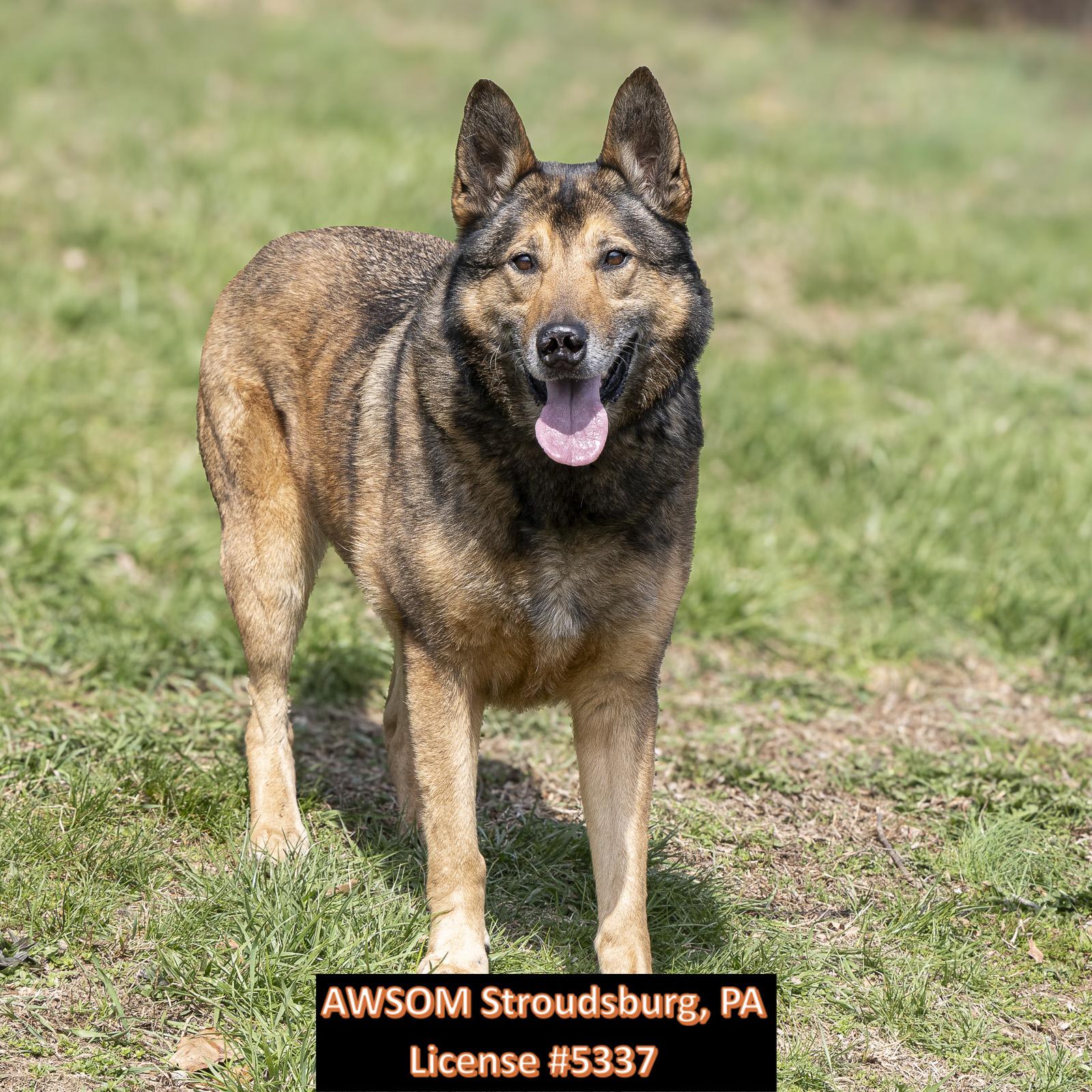 Enlarge Kody, a ADOPTABLE mixed breed in Stroudsburg, PA image 2/2