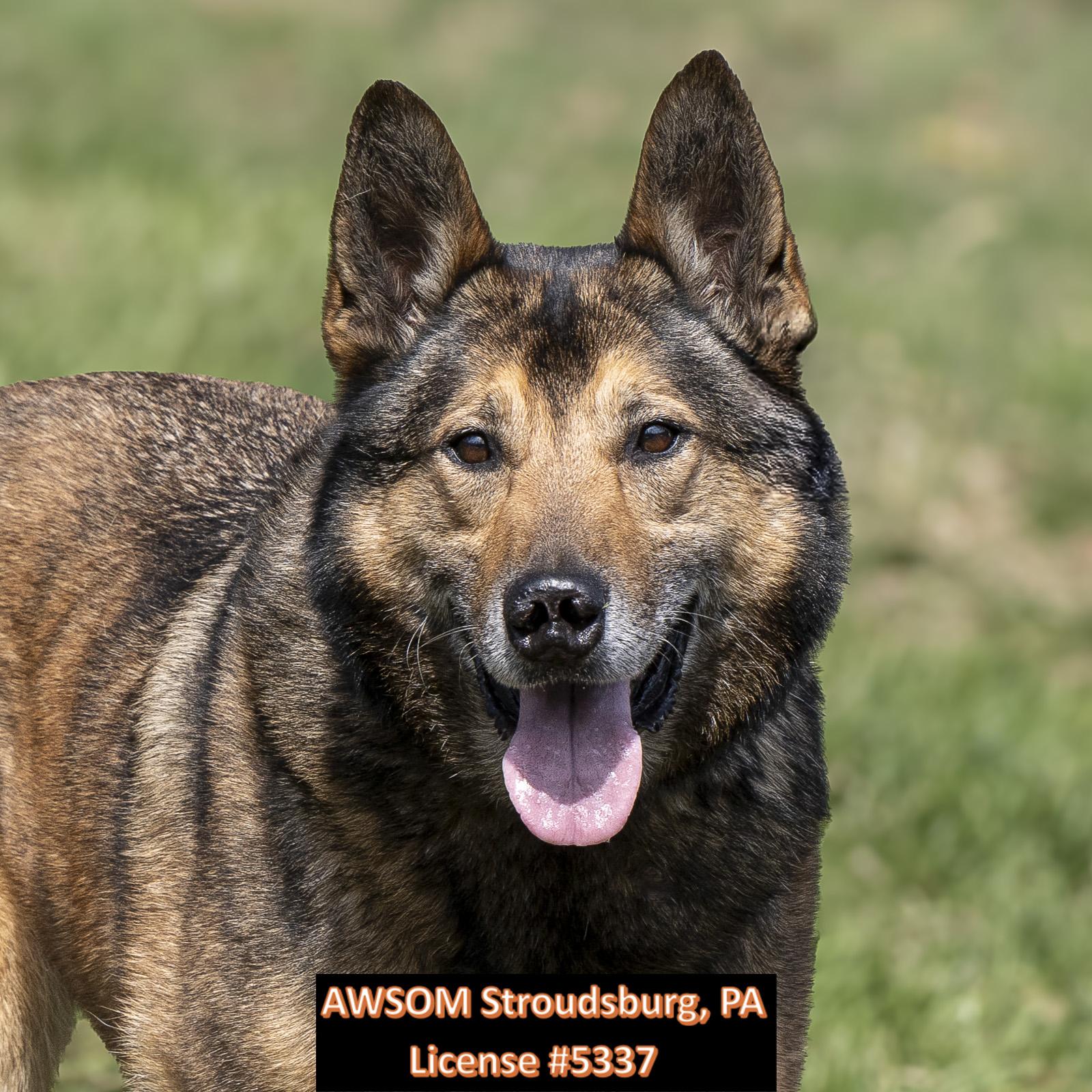 Enlarge Kody, a ADOPTABLE mixed breed in Stroudsburg, PA image 1/2