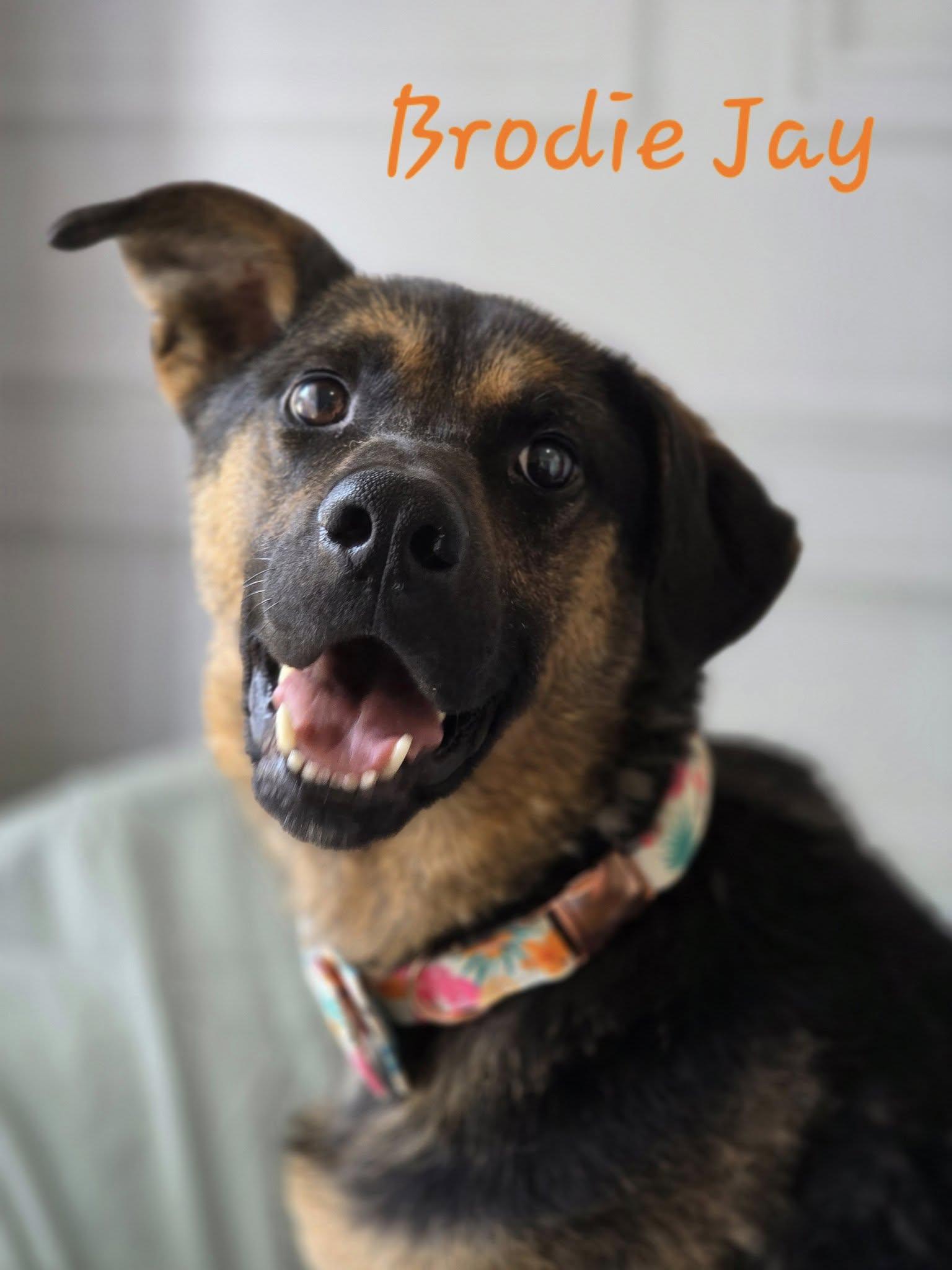 Enlarge Brodie Jay, a Adoptable mixed breed in Bolivar, TN image 1/2