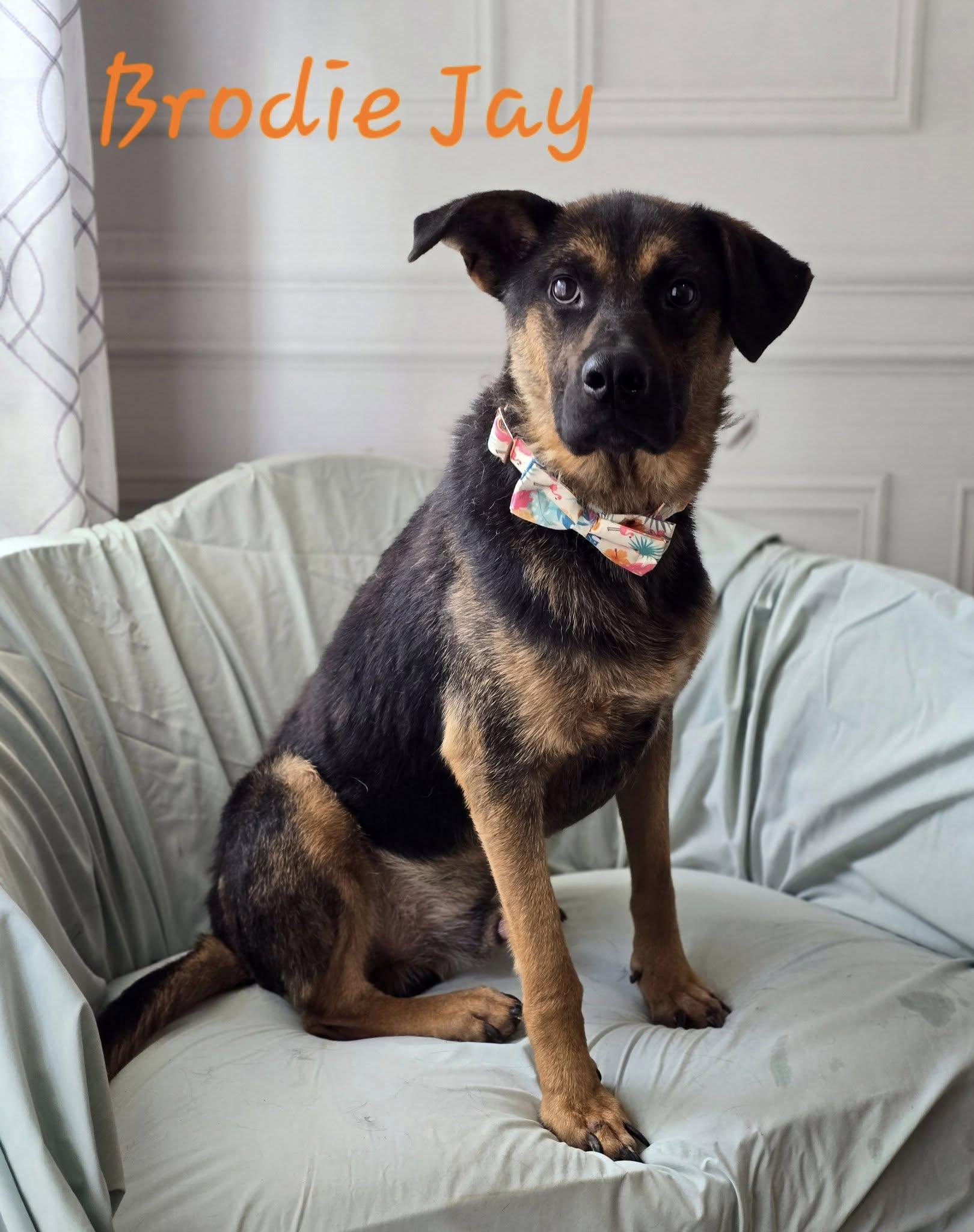 Enlarge Brodie Jay, a Adoptable mixed breed in Bolivar, TN image 2/2