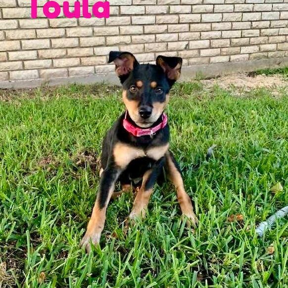 TOULA